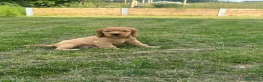 Cocker Spaniel 5
