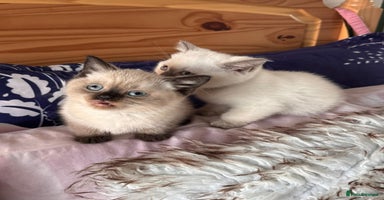 British Shorthair cats - Advert 8