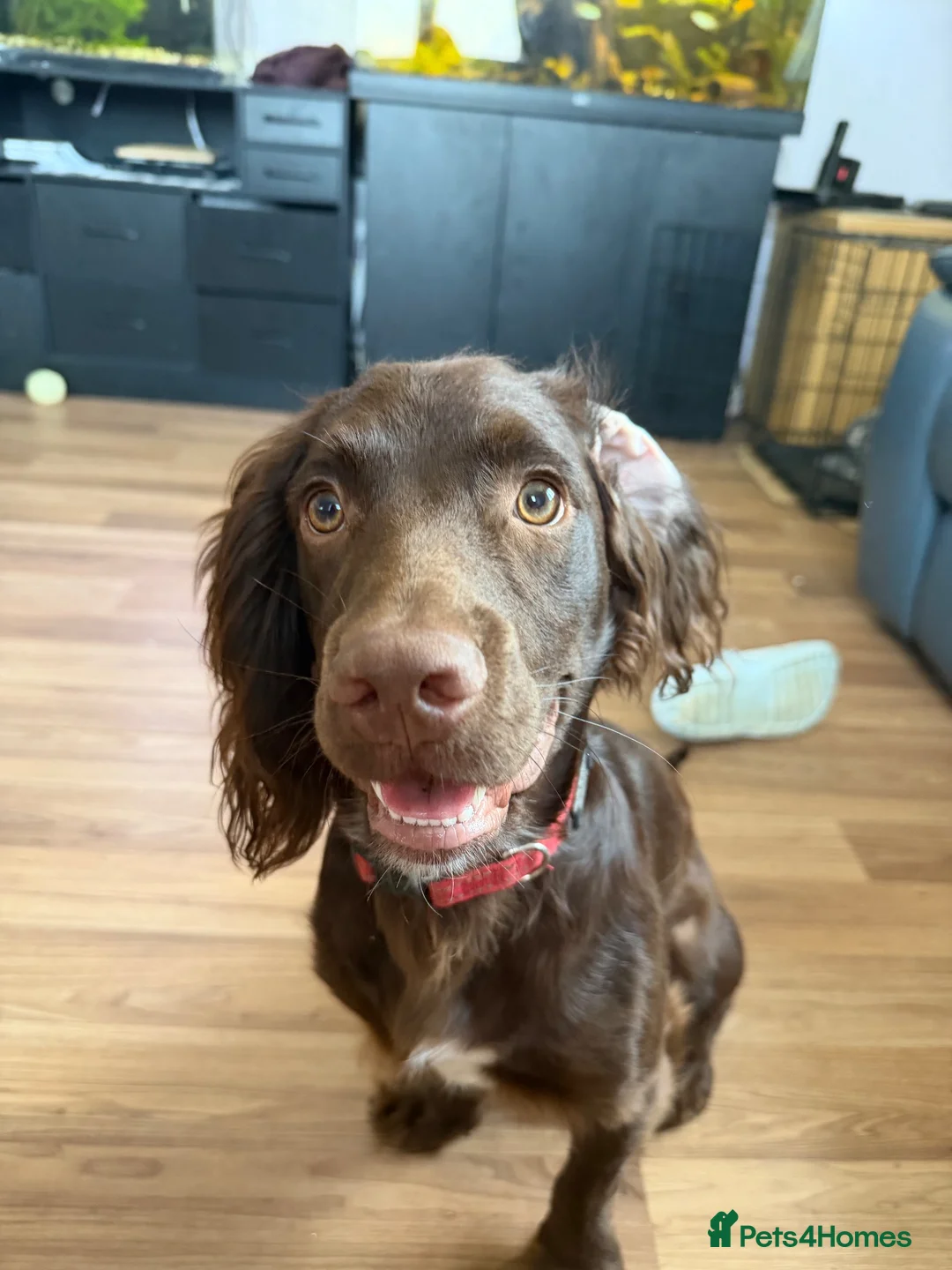 Cocker Spaniel dogs for sale: Beautiful 9 month old cocker spaniel - Advert 2