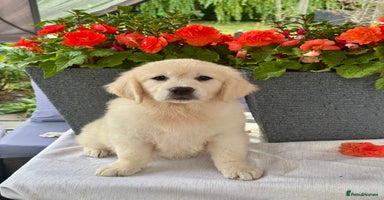 Golden Retriever dogs - Advert 6