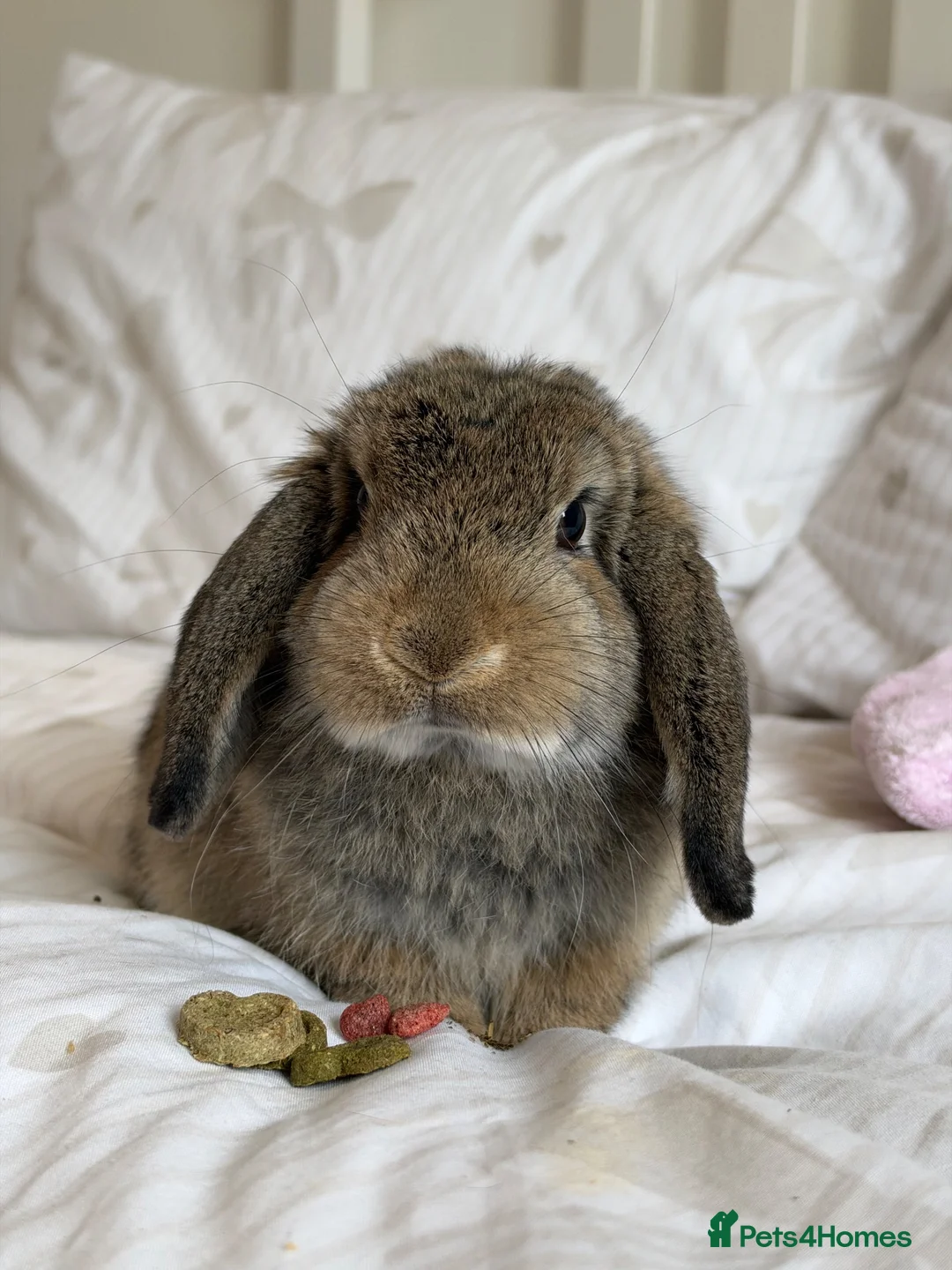 Mini Lop rabbits for sale: Friendly Mini Lop Looking for His Forever Home - Advert 3
