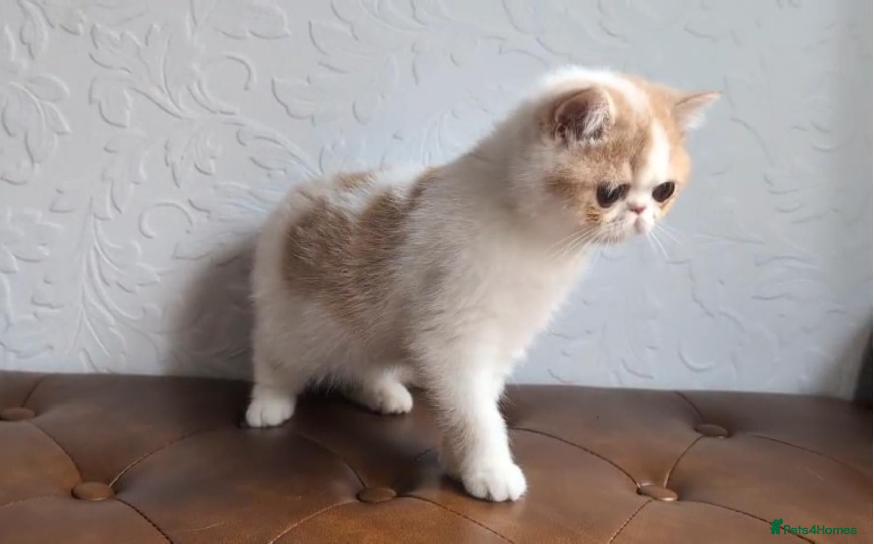 Persian cats Persian Kitten - Advert 1