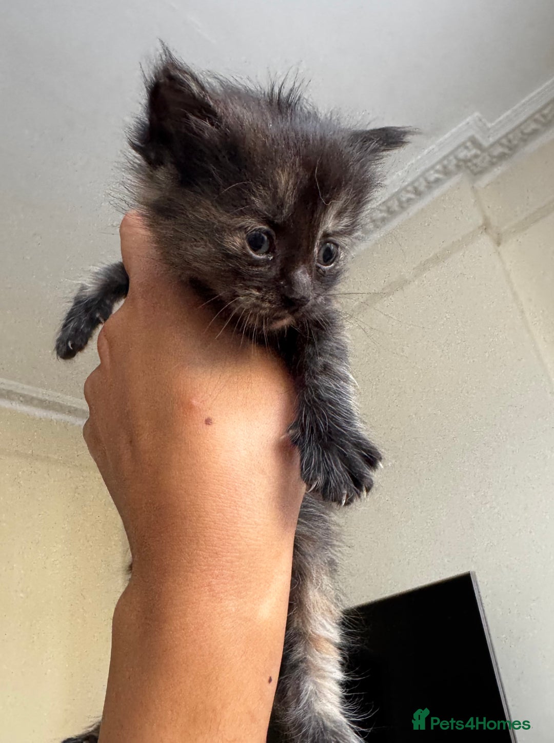 Mixed Breed cats for sale: Ragdoll mix kittens ready for new homes🤍 - Image 3