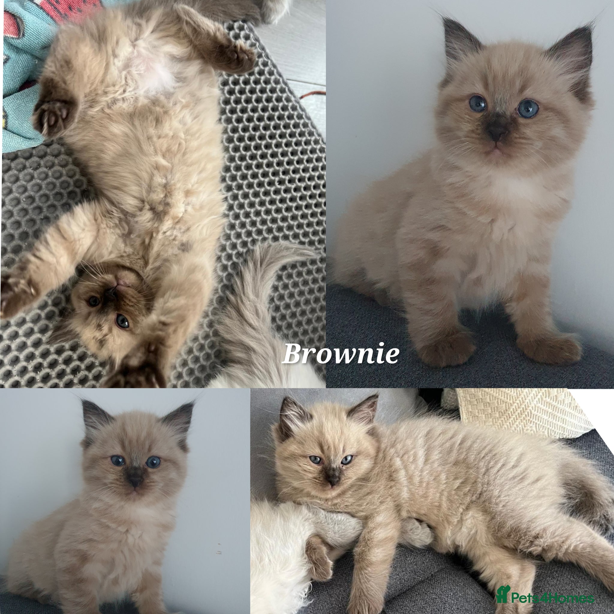 Ragdoll cats Rare Cherubim Mink green-eyed Ragdoll Kittens - Advert 9