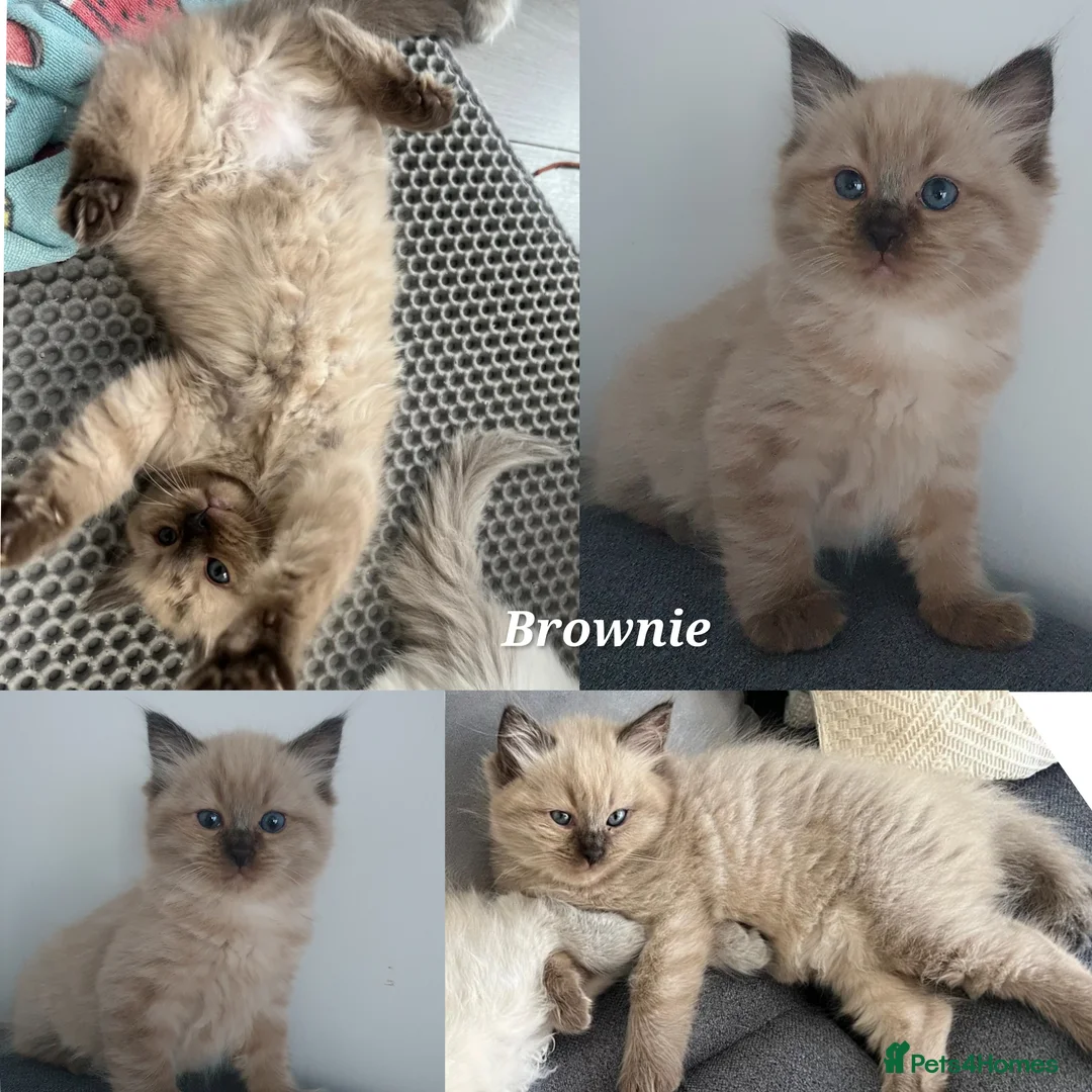 Ragdoll cats for sale: Adorable Cherubim Ragdoll Kittens Ready now - Advert 2