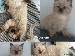 Ragdoll cats Seal Sepia, Blue Mink, green-eyed Ragdoll Kittens - Advert 2