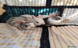Netherland Dwarf rabbits for sale: Baby Netherland Dwarf rabbits  - Image 1