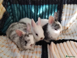 Netherland Dwarf rabbits - Advert 6