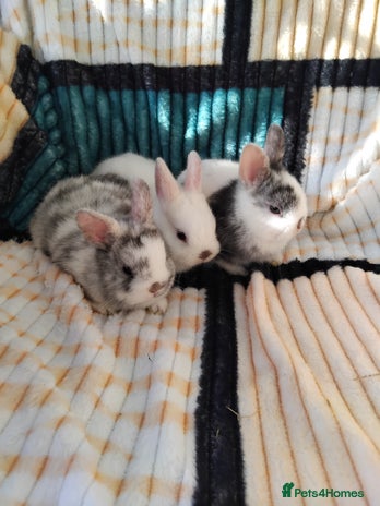 Netherland Dwarf rabbits - Advert 1