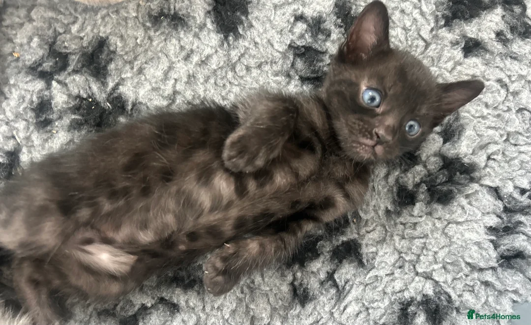 Bengal cats for sale: Beautiful Litter of Bengal Kittens - TICA Reg - Advert 14