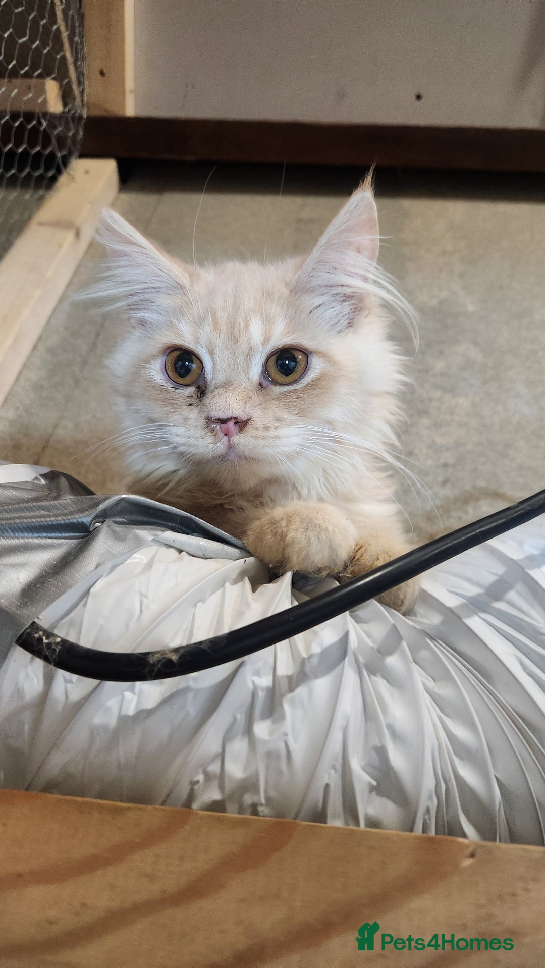 Maine Coon cats for sale: Pure Maine Coon kittens  - Image 7