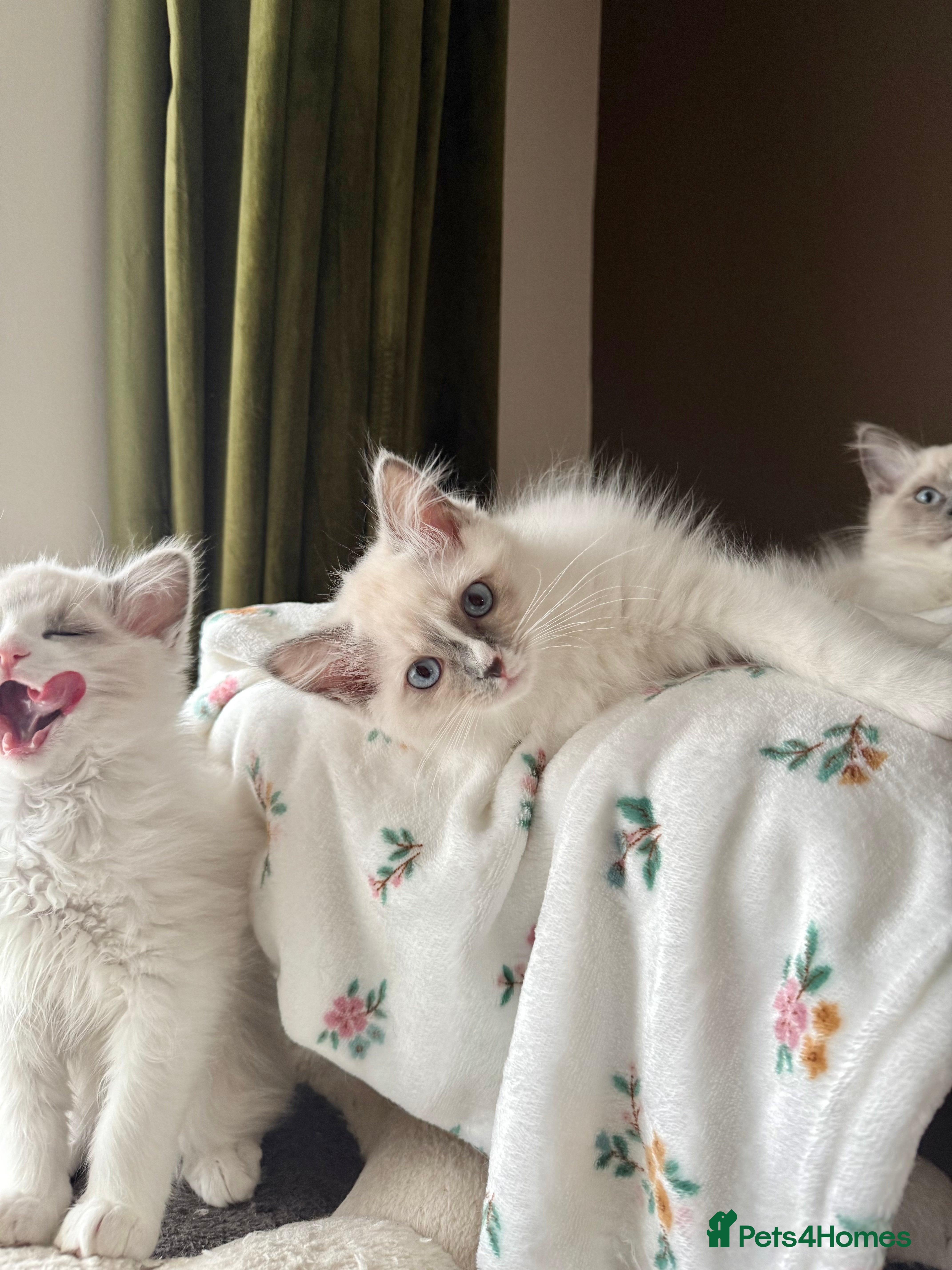 Ragdoll cats European Purebred Female Ragdoll 🩷 - Advert 1