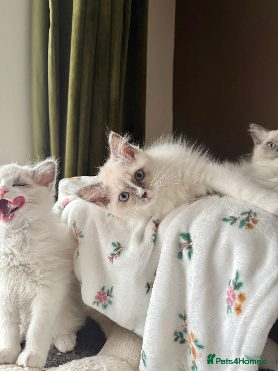 Ragdoll cats for sale: European Purebred Female Ragdoll 🩷 - Advert 1