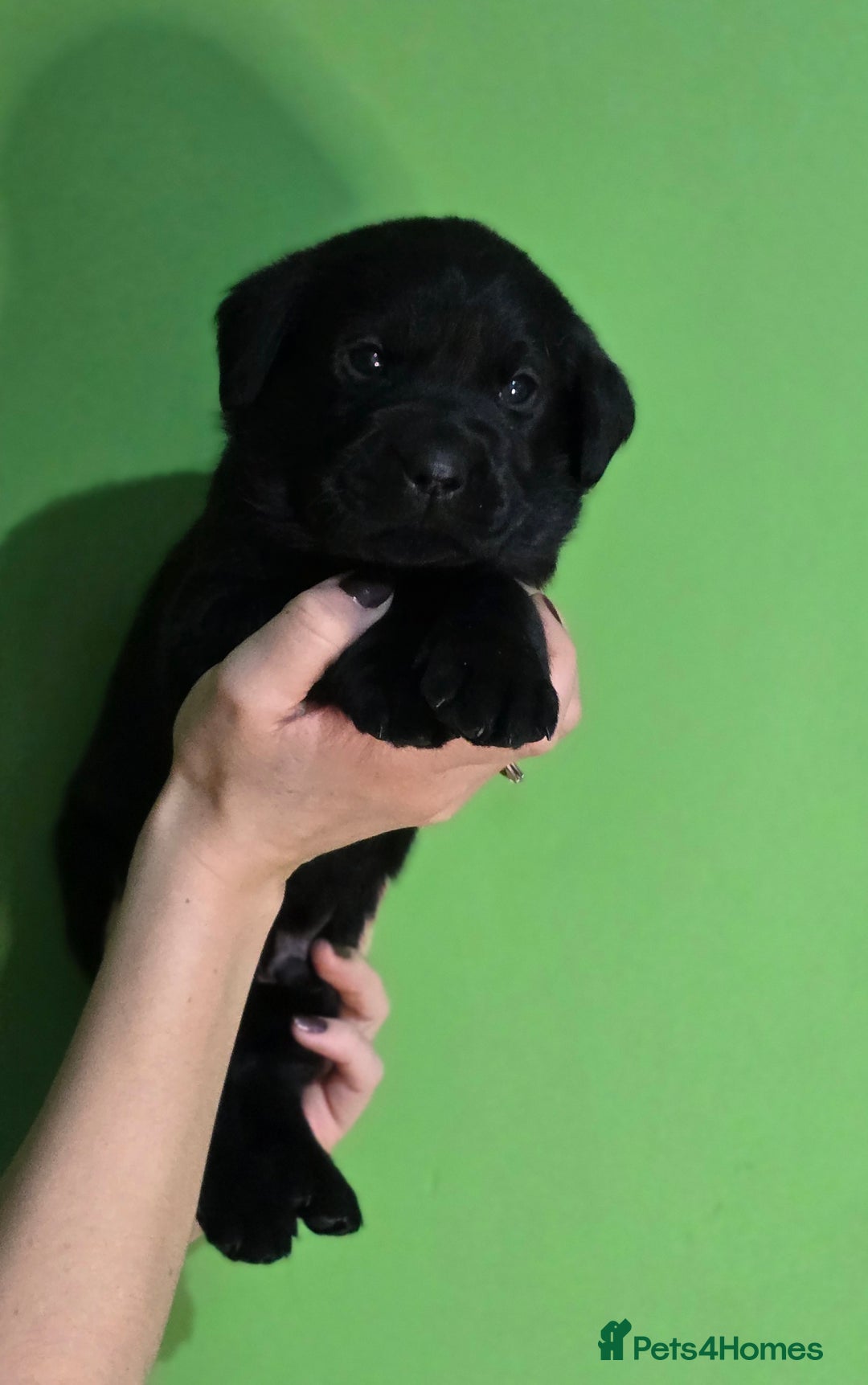 Labrador Retriever dogs for sale: Labrador puppies - Advert 3