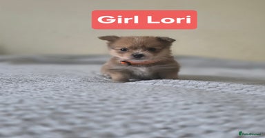 Mixed Breed dogs - Advert 11