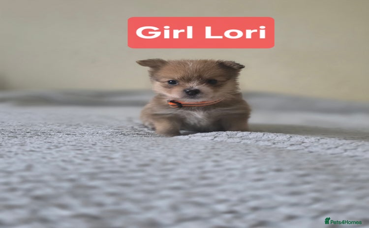 Mixed Breed dogs - Advert 7