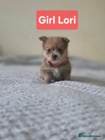 Mixed Breed dogs - Advert 6