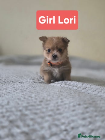 Mixed Breed dogs - Advert 2