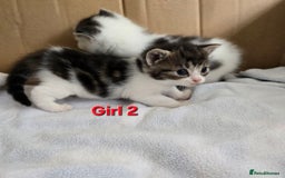 Mixed Breed cats for sale: Fluffy kittens - Image 8