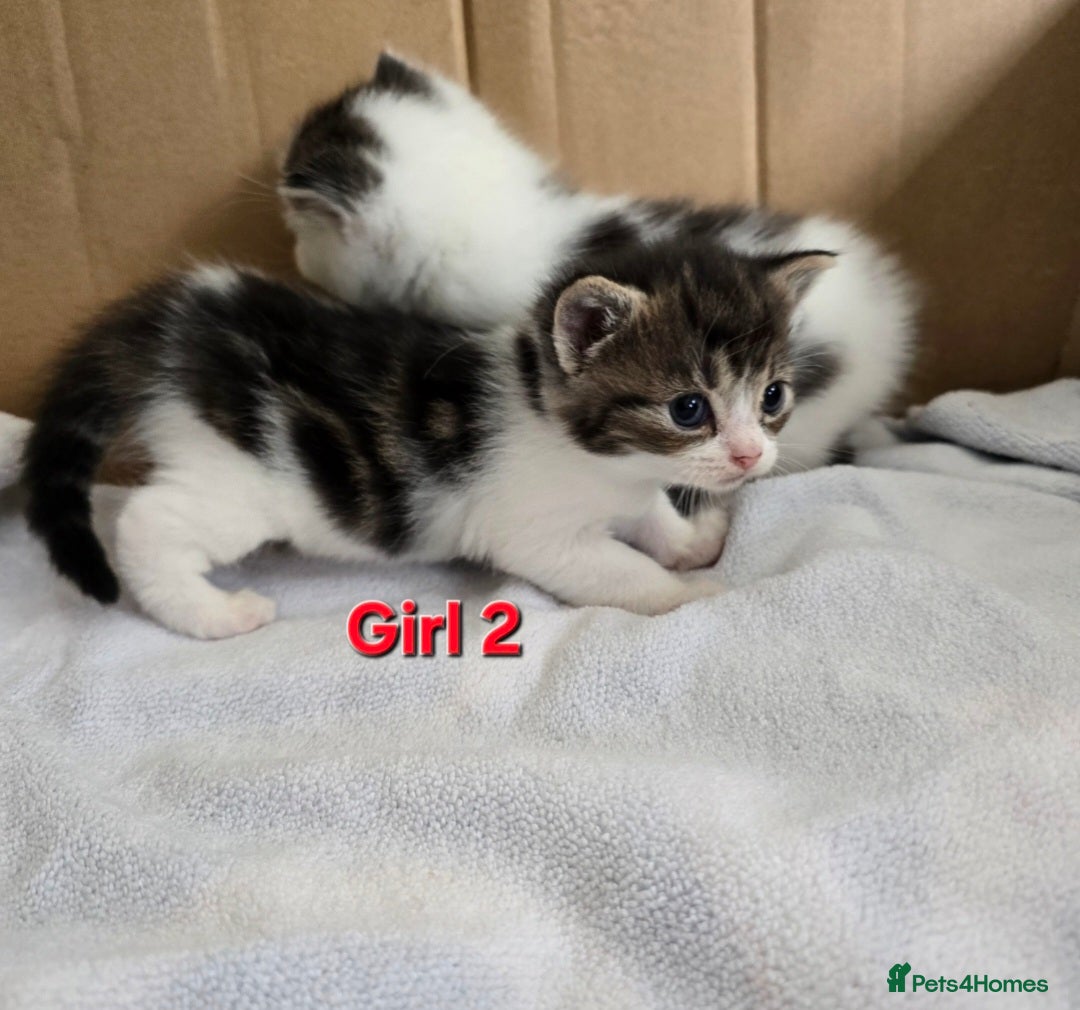 Mixed Breed cats for sale: Fluffy kittens - Image 8