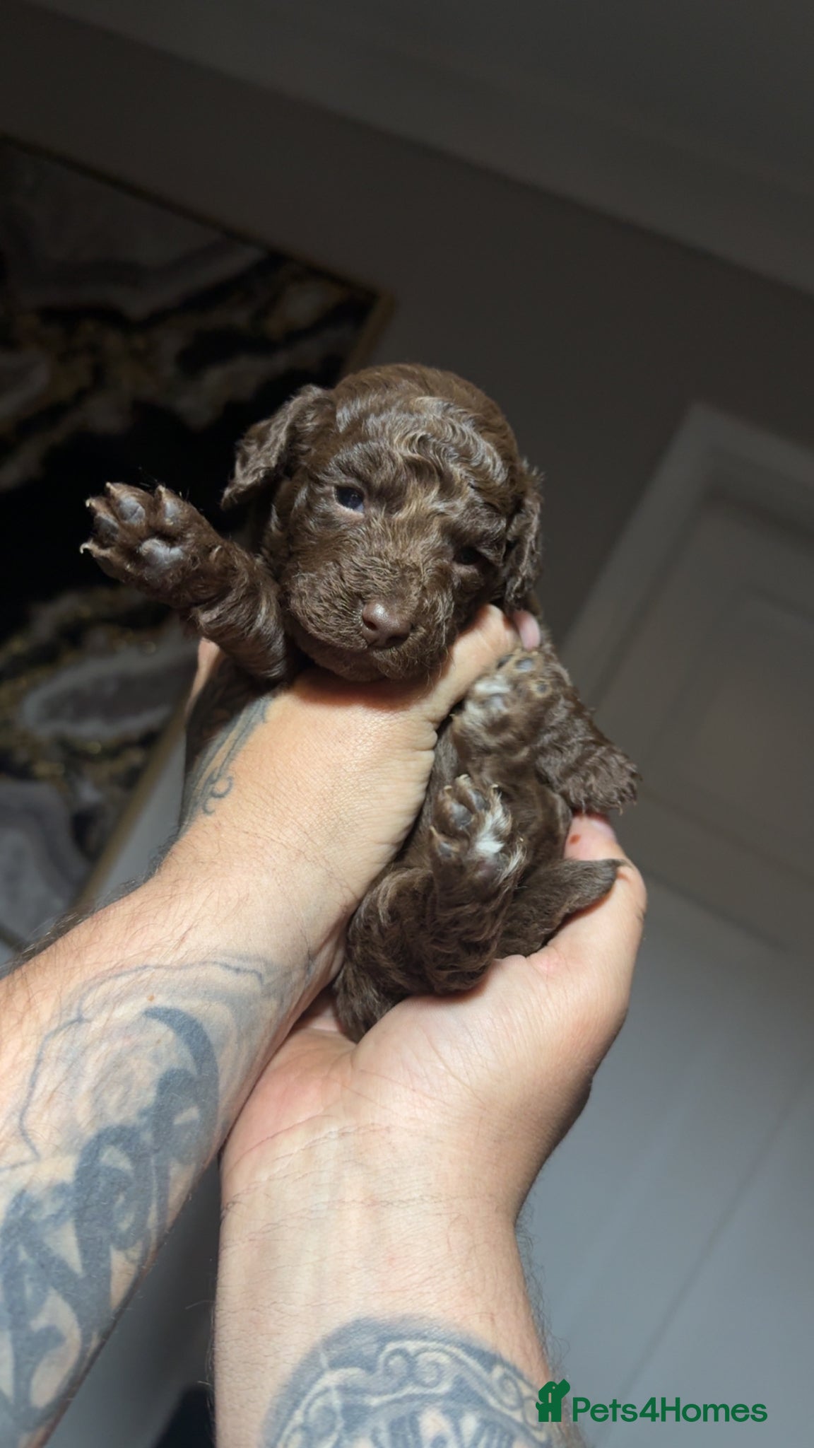 Cockapoo dogs 1 girl left NOW £850 stunning F2 Cockapoo Puppies - Advert 18
