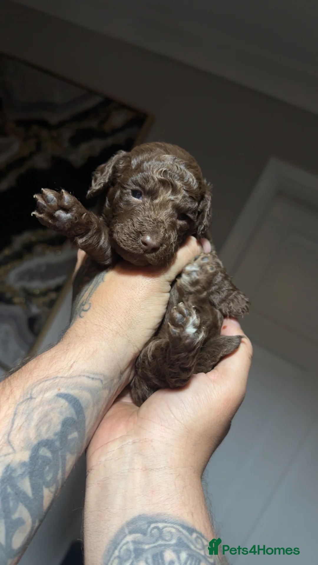 Cockapoo dogs for sale: 1 girl left NOW £850 stunning F2 Cockapoo Puppies - Advert 1