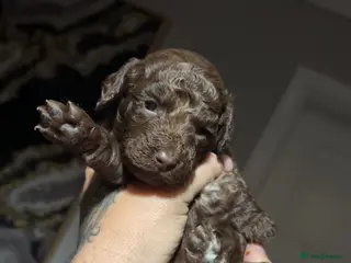 Cockapoo dogs 1 girl left NOW £850 stunning F2 Cockapoo Puppies - Advert 18