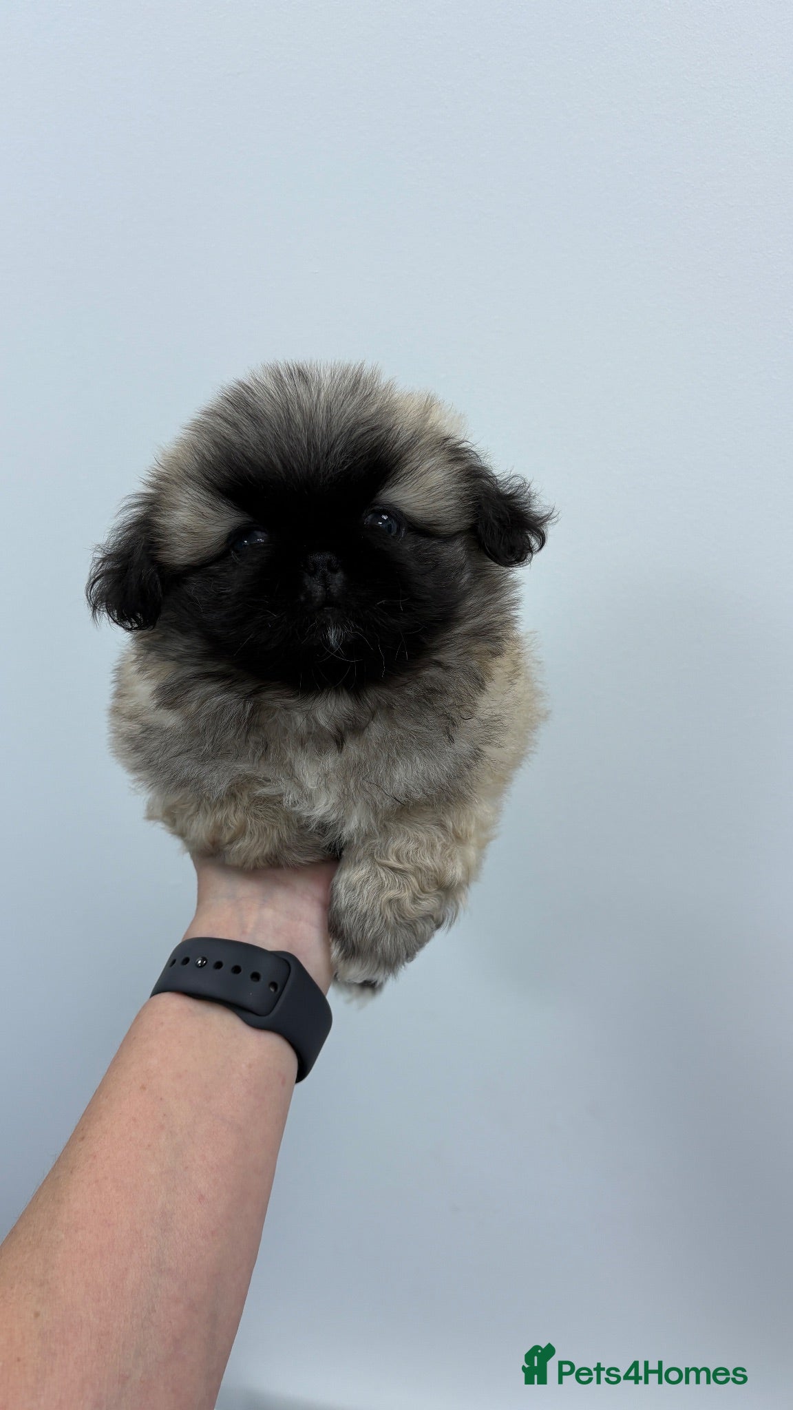 Pekingese dogs 💙 TINY SLEEVE MALES AVAILABLE 💙 - Advert 4