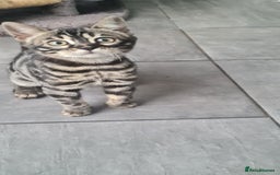 Bengal cats for sale: Stunning charcoal little girl - Image 6