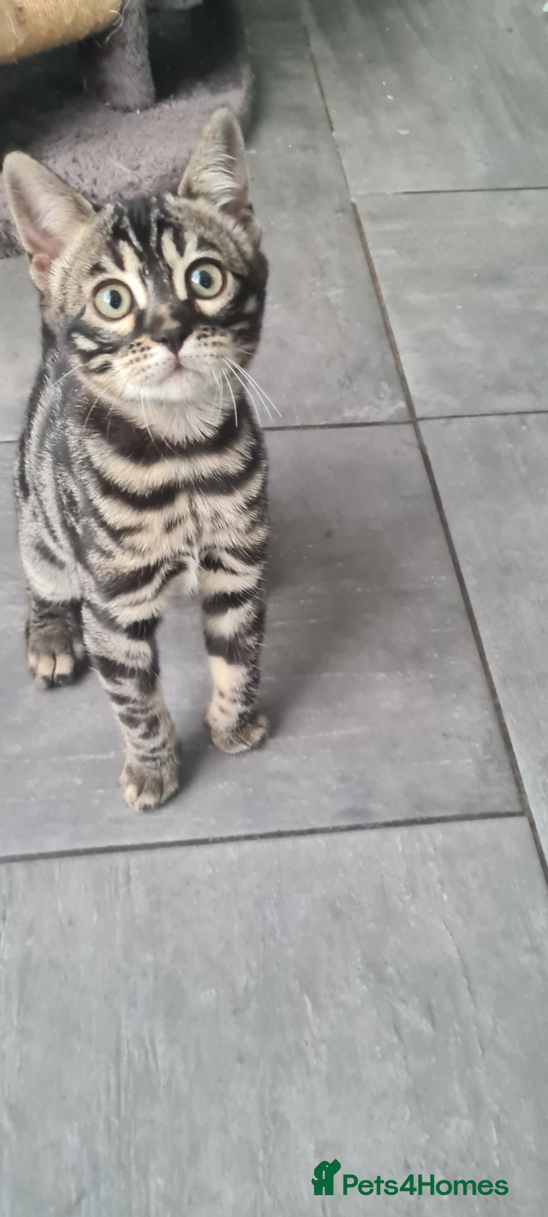 Bengal cats for sale: Stunning charcoal little girl - Image 6