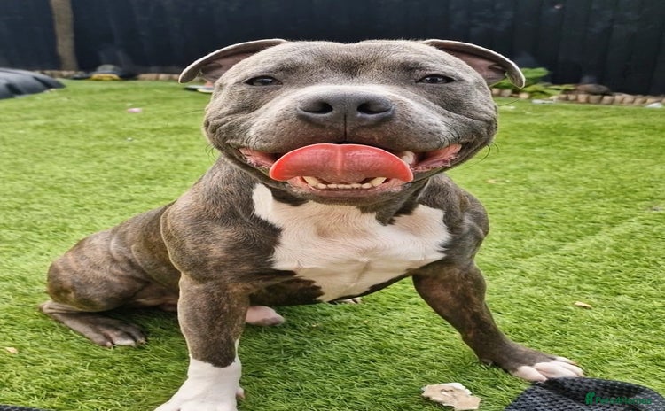 Staffordshire Bull Terrier dogs - Advert 1