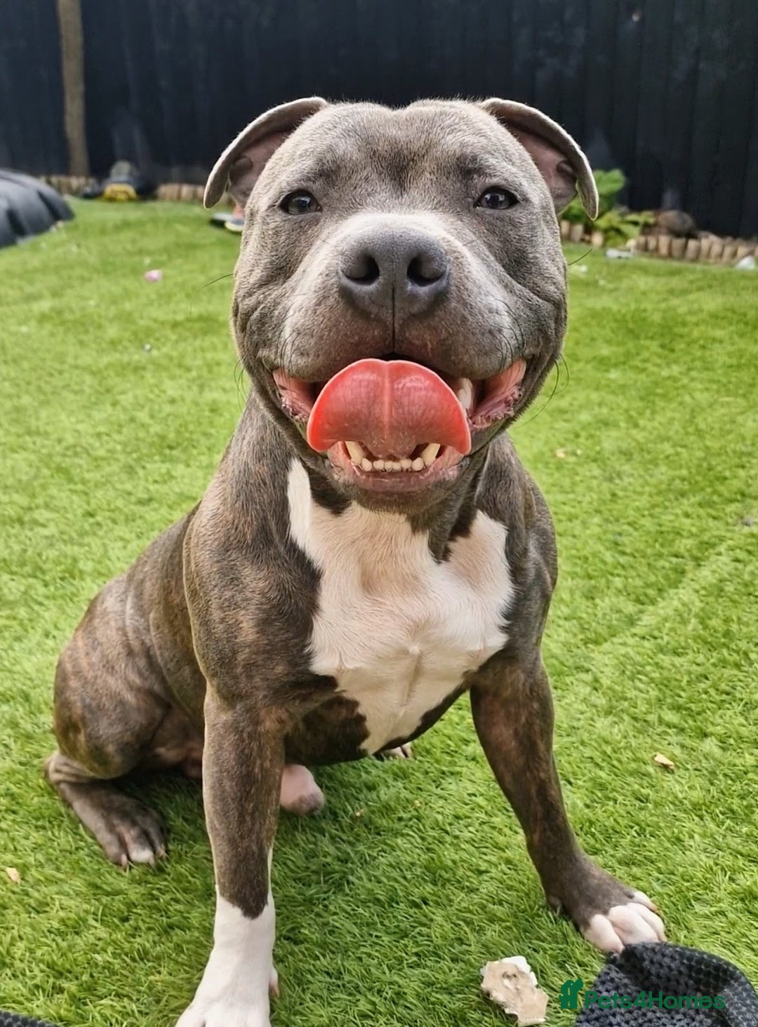 Staffordshire Bull Terrier dogs for sale: Loving Staffy Kobe Needs a New Forever Home 💙 - Image 1