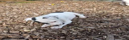 Jack Russell dogs for sale: Lovely Jack russell puppies - Advert 17