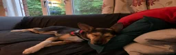 Mixed Breed dogs for adoption: ❤️🐶 ILO – HER BEST YEARS ARE STILL AHEAD in Croydon - Advert 13