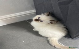 Ragdoll cats for sale: Fully Traceable Traditional Ragdoll Kittens - Advert 8