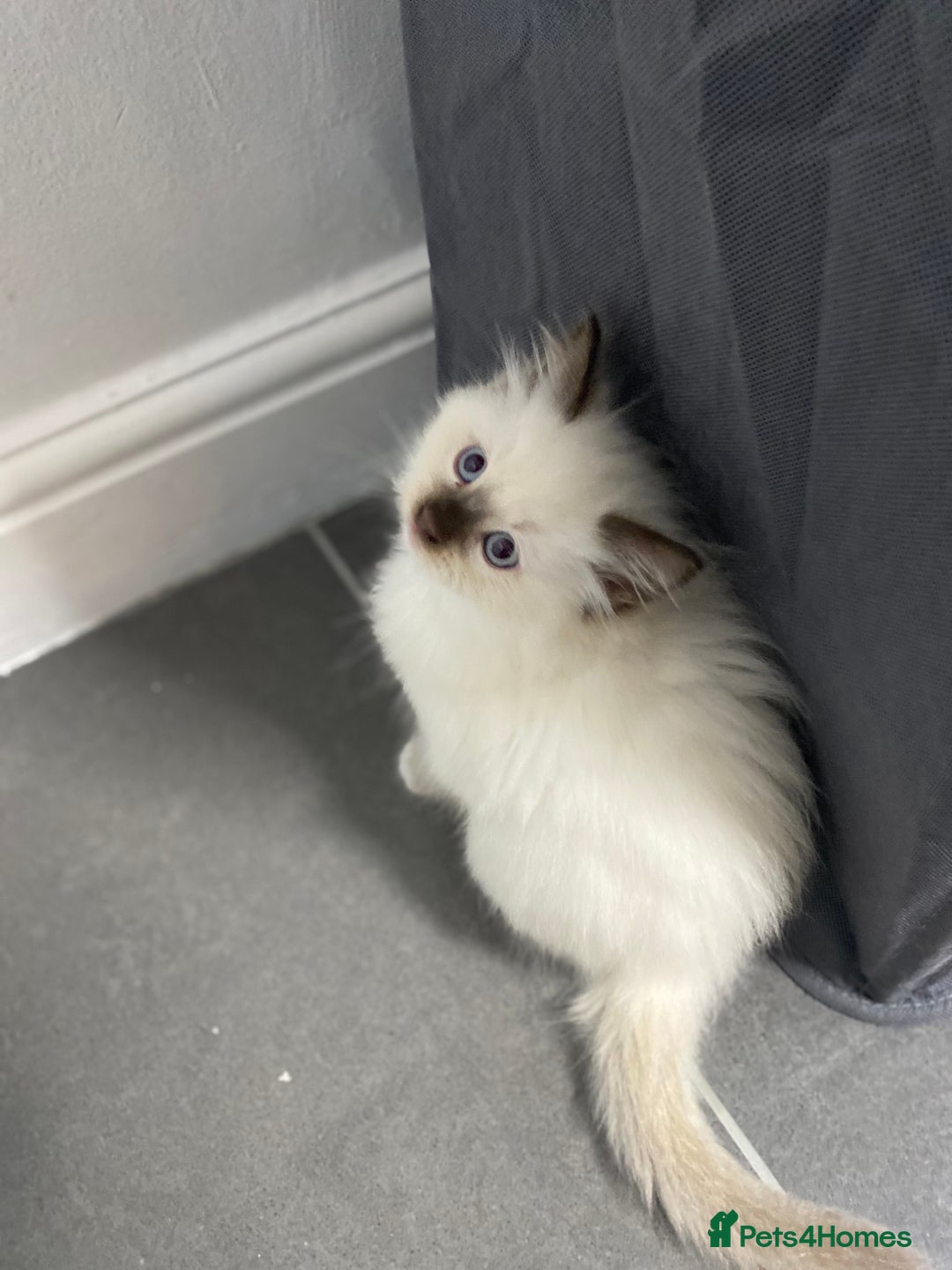 Ragdoll cats for sale: Fully Traceable Traditional Ragdoll Kittens - Advert 8