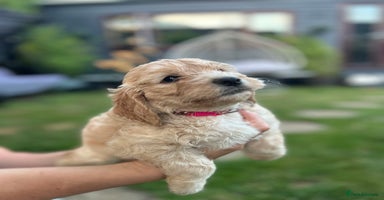Cockapoo dogs - Advert 15