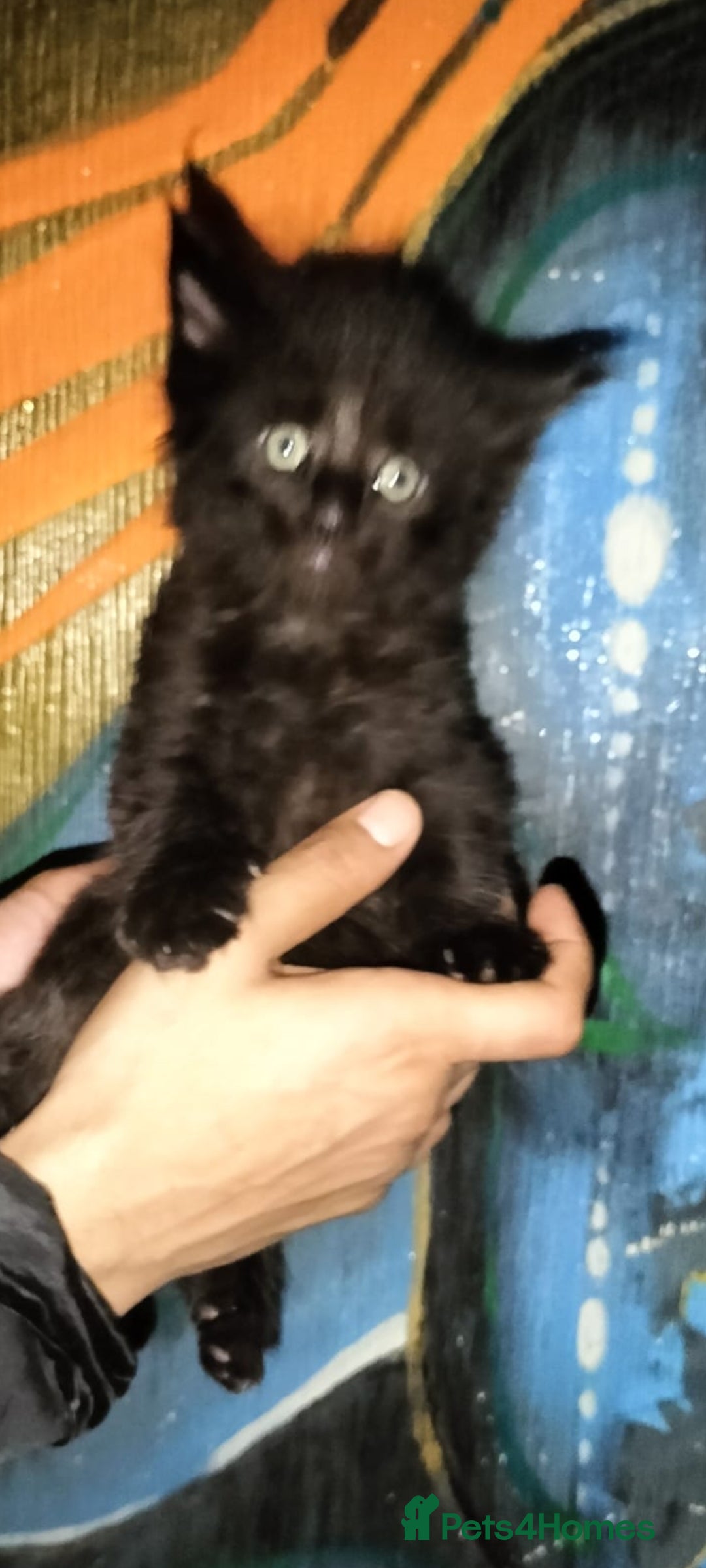 Maine Coon cats for sale: Maine coone kittens  - Advert 4