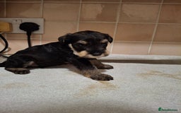 Miniature Schnauzer dogs for sale: KC Reg Miniature Schnauzer Puppies  - Image 4