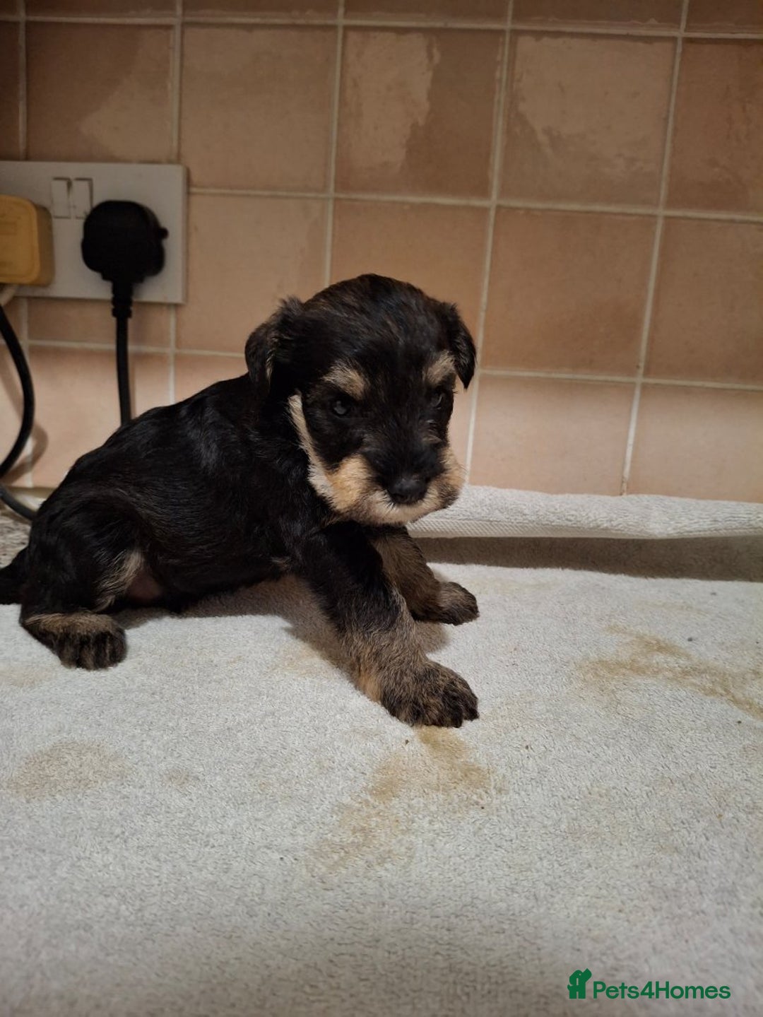Miniature Schnauzer dogs for sale: KC Reg Miniature Schnauzer Puppies  - Image 4