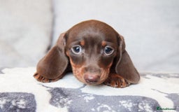 Miniature Dachshund dogs for sale: KC CHOCOLATE MINIATURE DACHSHUNDS -5 STAR LICENSED - Image 12