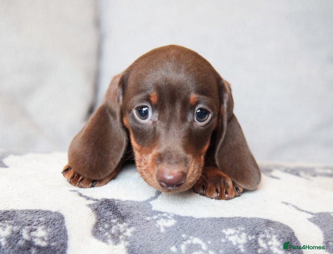 Miniature Dachshund dogs for sale: KC CHOCOLATE MINIATURE DACHSHUNDS -5 STAR LICENSED - Image 12