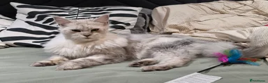 Maine Coon 1