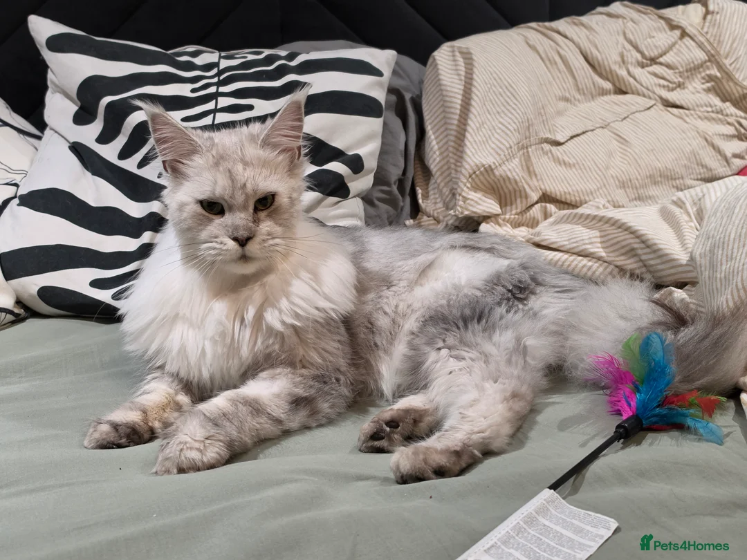 Maine Coon cats for sale: Beautiful girl need a special home  - Advert 2