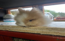 Lionhead rabbits for sale: Baby Lionhead Male Looking For New Home - Image 16