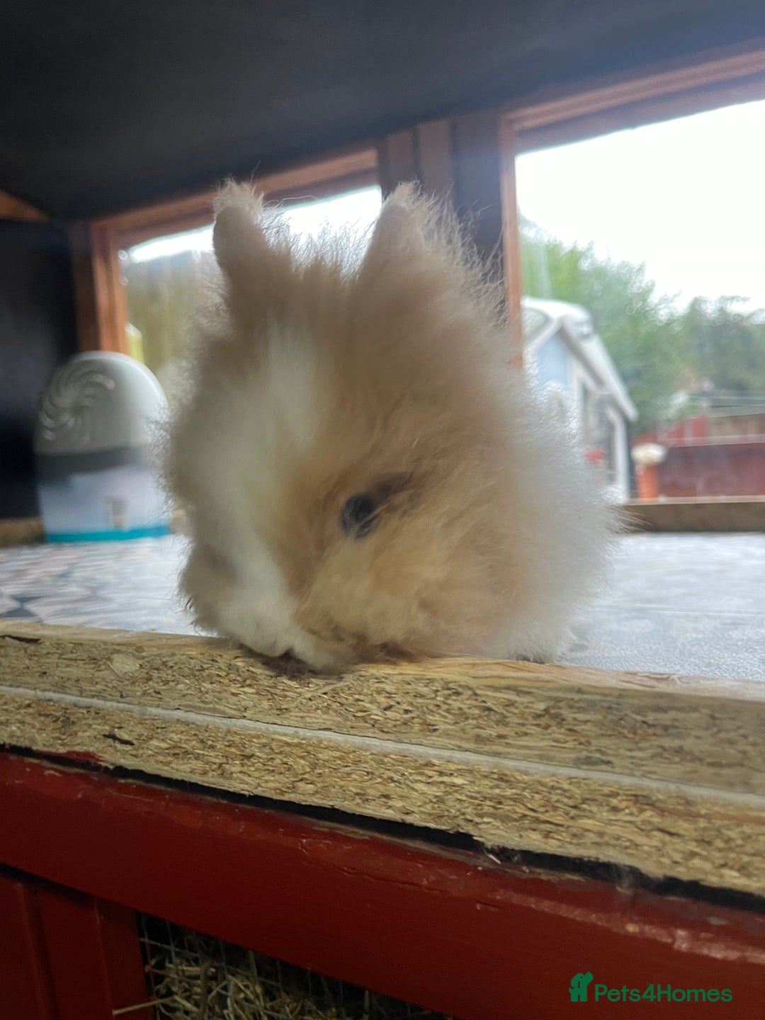 Lionhead rabbits for sale: Baby Lionhead Male Looking For New Home - Image 16