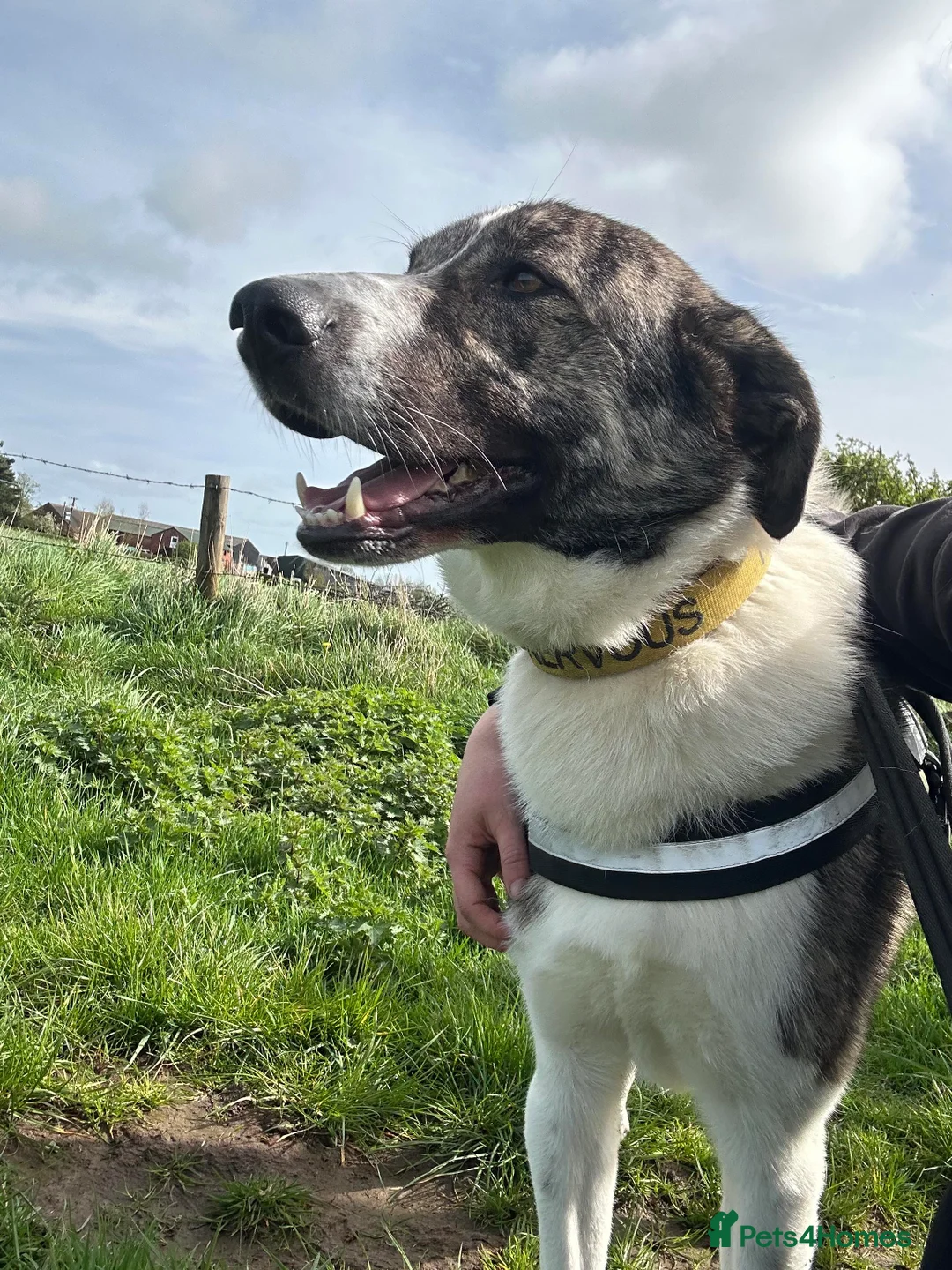 Mixed Breed dogs for adoption: Meet Kane, currently residing in Cheshire  in Nantwich - Advert 1