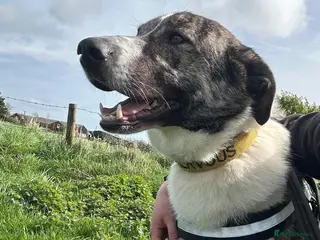 Mixed Breed dogs Meet Kane, currently residing in Cheshire in Nantwich - Advert 8