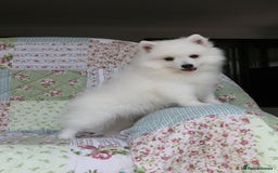 Japanese Spitz dogs for sale: Lovely Male Japanese spitz puppy - Image 3