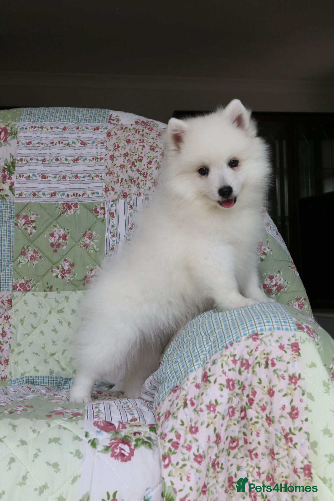 Japanese Spitz dogs for sale: Lovely Male Japanese spitz puppy - Image 3